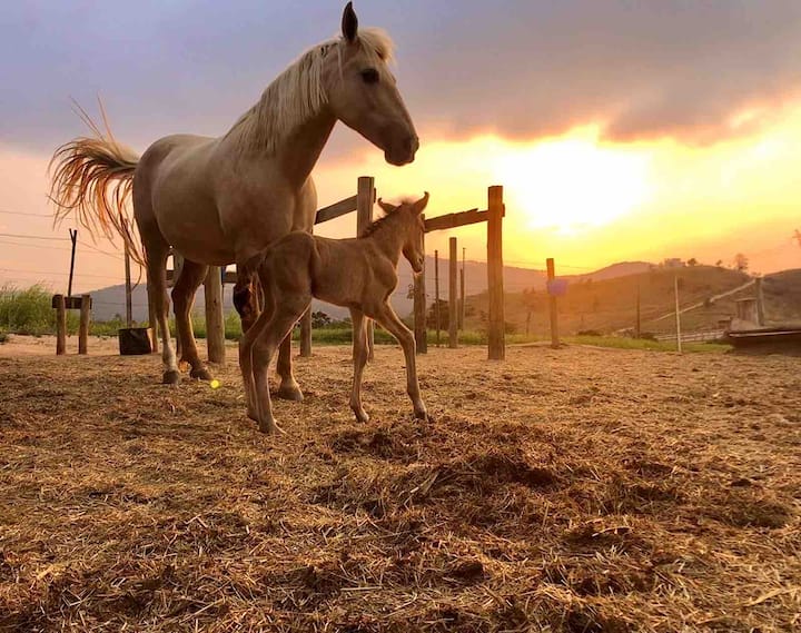 Passeio a Cavalo na Região 